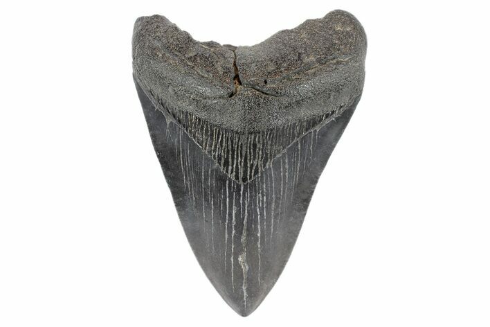 Fossil Megalodon Tooth - South Carolina #186765